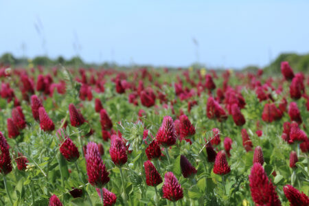 Cover Crops Improve Soil Health Image